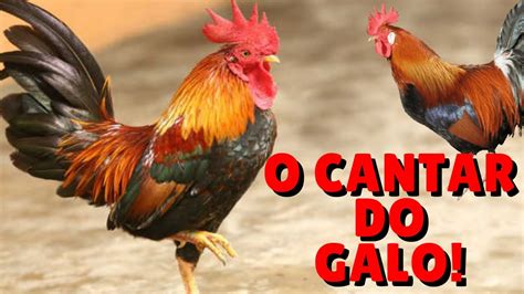 O Som do Galo Cantando